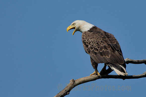Calling Eagle