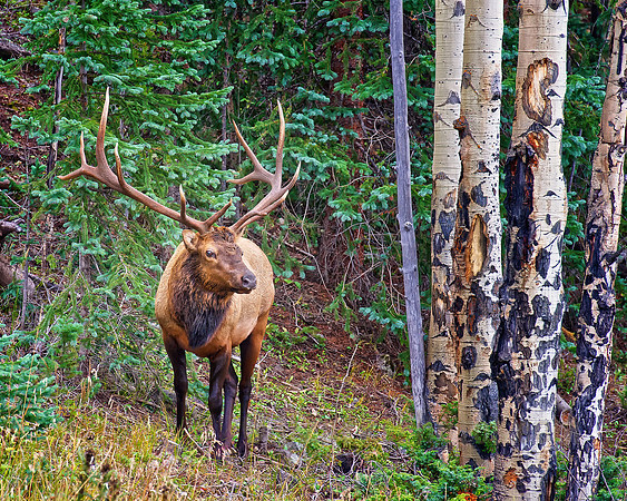 Grand Bull Elk