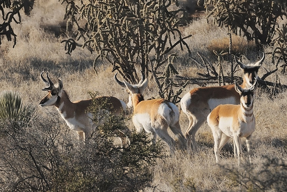 Group of Pronghorn Antelope Bucks