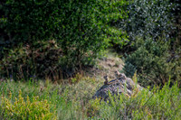 Wild Animals