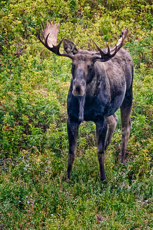 Bull Moose, Long Beard