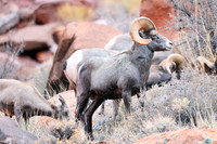 Wild Animals