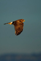 All Bird Images