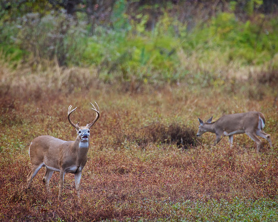 Texas Buck & Doe