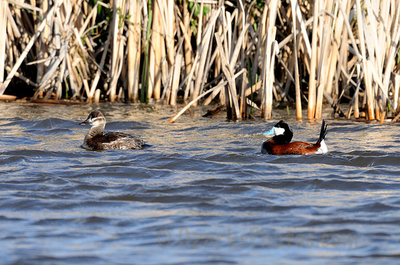 Ruddy Duck Pair