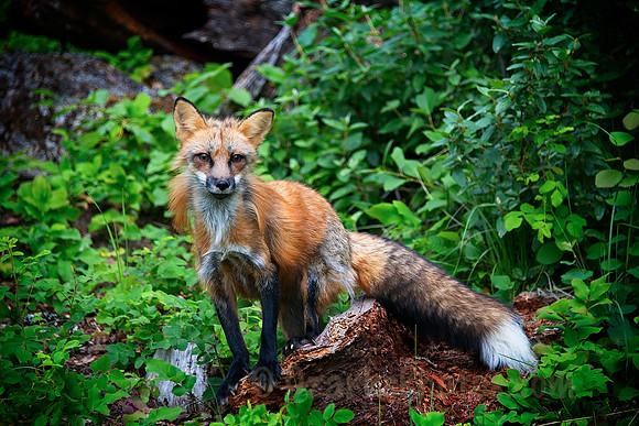 Red Fox, Perfectly Posed