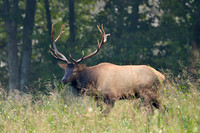 Wild Animals