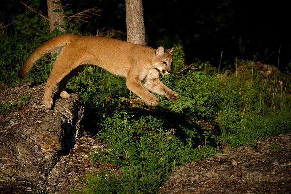 Montana Mountain Lion