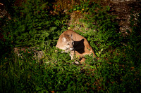 Wild Animals