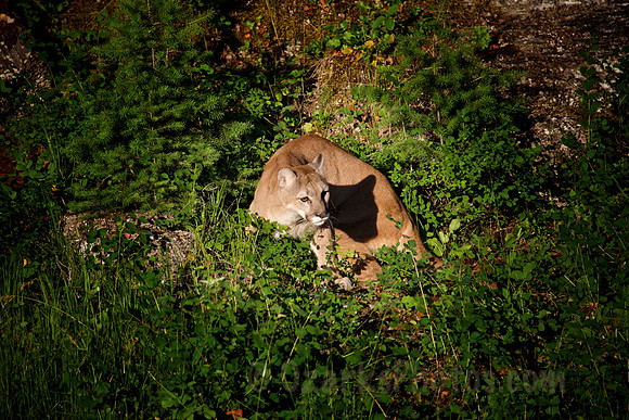 Mountain Lion in Repose