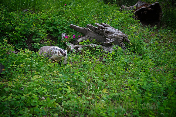 Environmental image of a badger