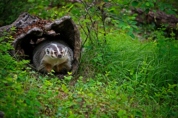 Badger in a Hollow Log