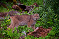 Wild Animals