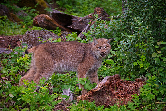 Canada Lynx, snarling a bit