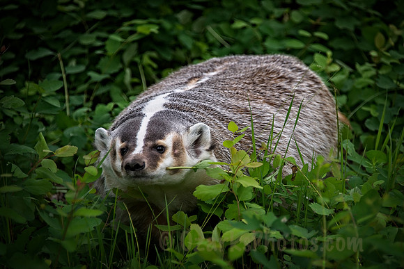 Badger, perhaps the original "wide body"   :-)