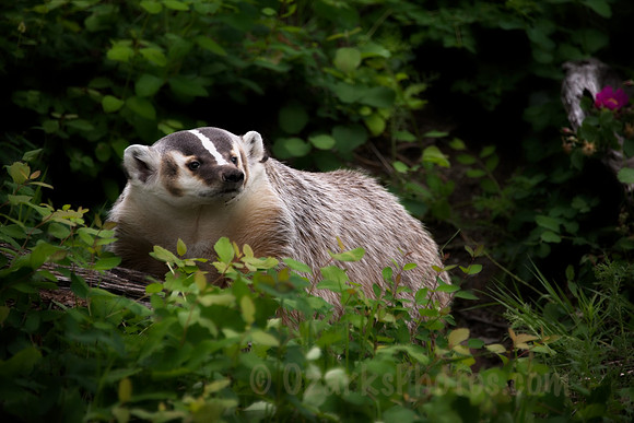 Badger, Resting