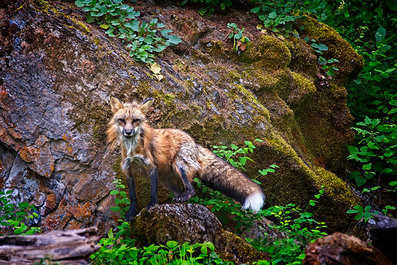 Red Fox, Watchful from the Rocks