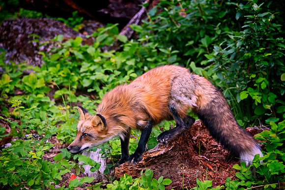 Red Fox, prepared to launch