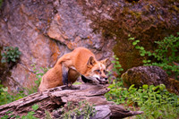 Wild Animals