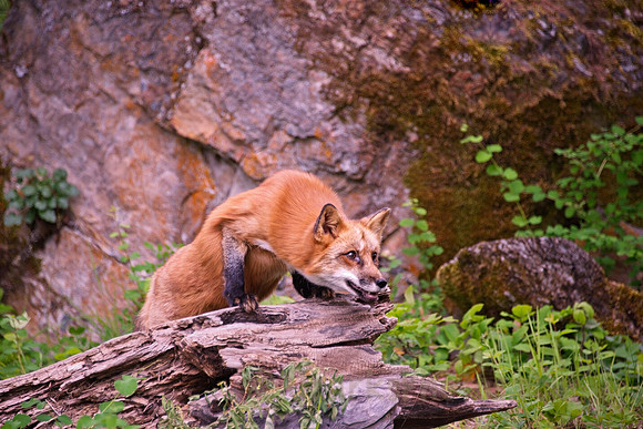 Young Red Fox