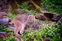 Wild Animals