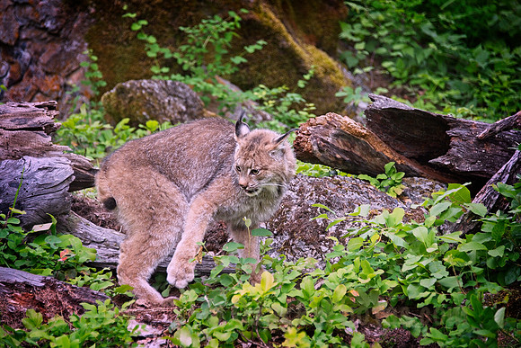 Canada Lynx, Shaking Its Paw