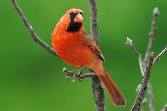 Cardinal