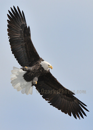 Eagle Searching