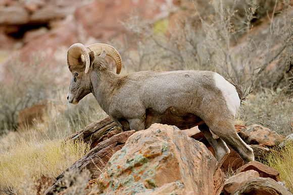 Desert Big Horn Ram
