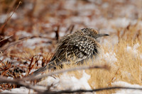 Larger Birds