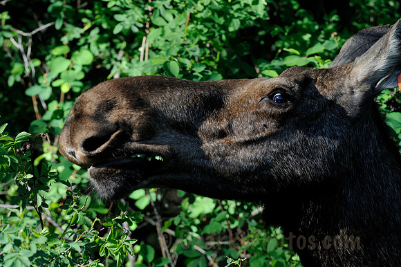 Moose Dining