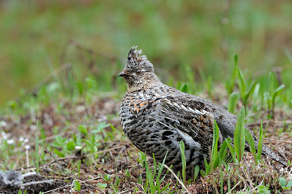 Immature Ruffed Grouse Female