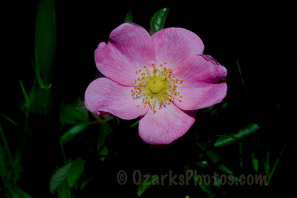 Prairie Rose