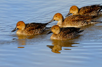 Larger Birds