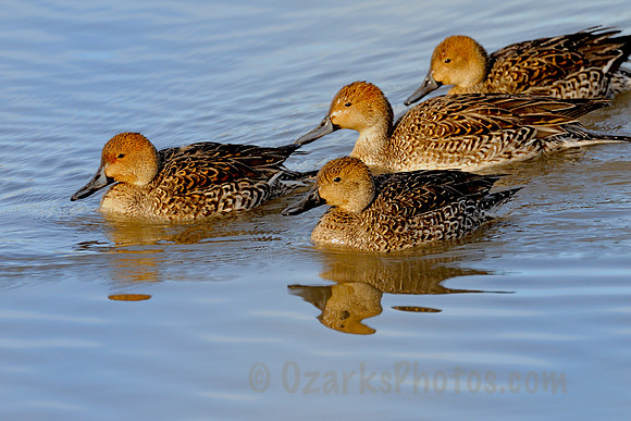 Pintail Friends