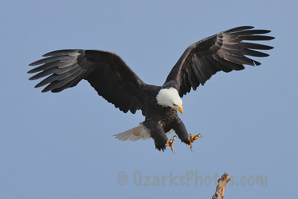 American Bald Eagle Flaring