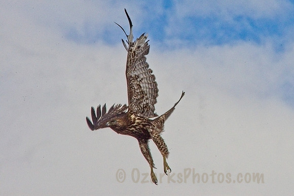 Hawk, dropping from flight