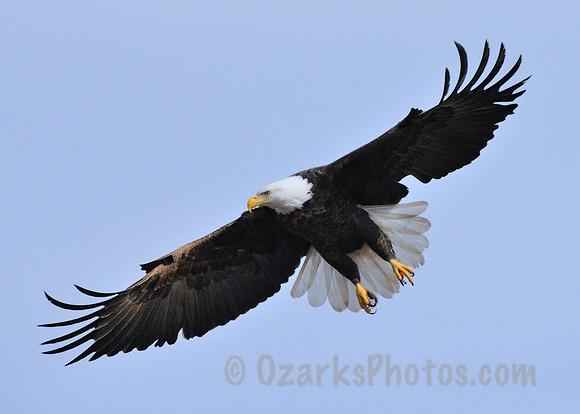 Eagle Hunting