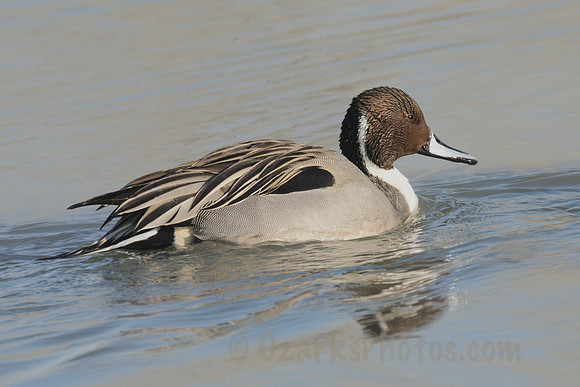 Northern Pintail Duck