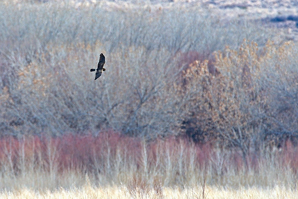 Harrier Hunting