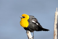 Small Birds