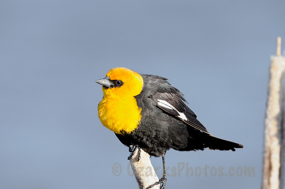 Yellow-headed Blackbird