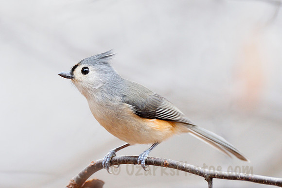 Tufted Titmouse