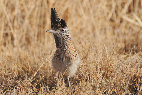 Roadrunner at Alert