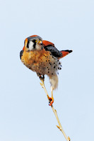 All Bird Images