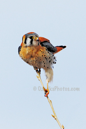 American Kesterl Falcon