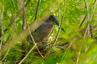 Larger Birds