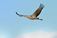 All Bird Images