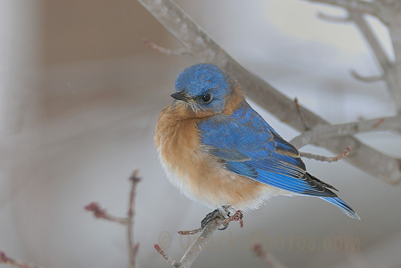 Bluebird in Winter