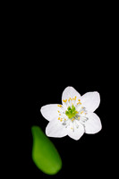 Wildflowers & flowers